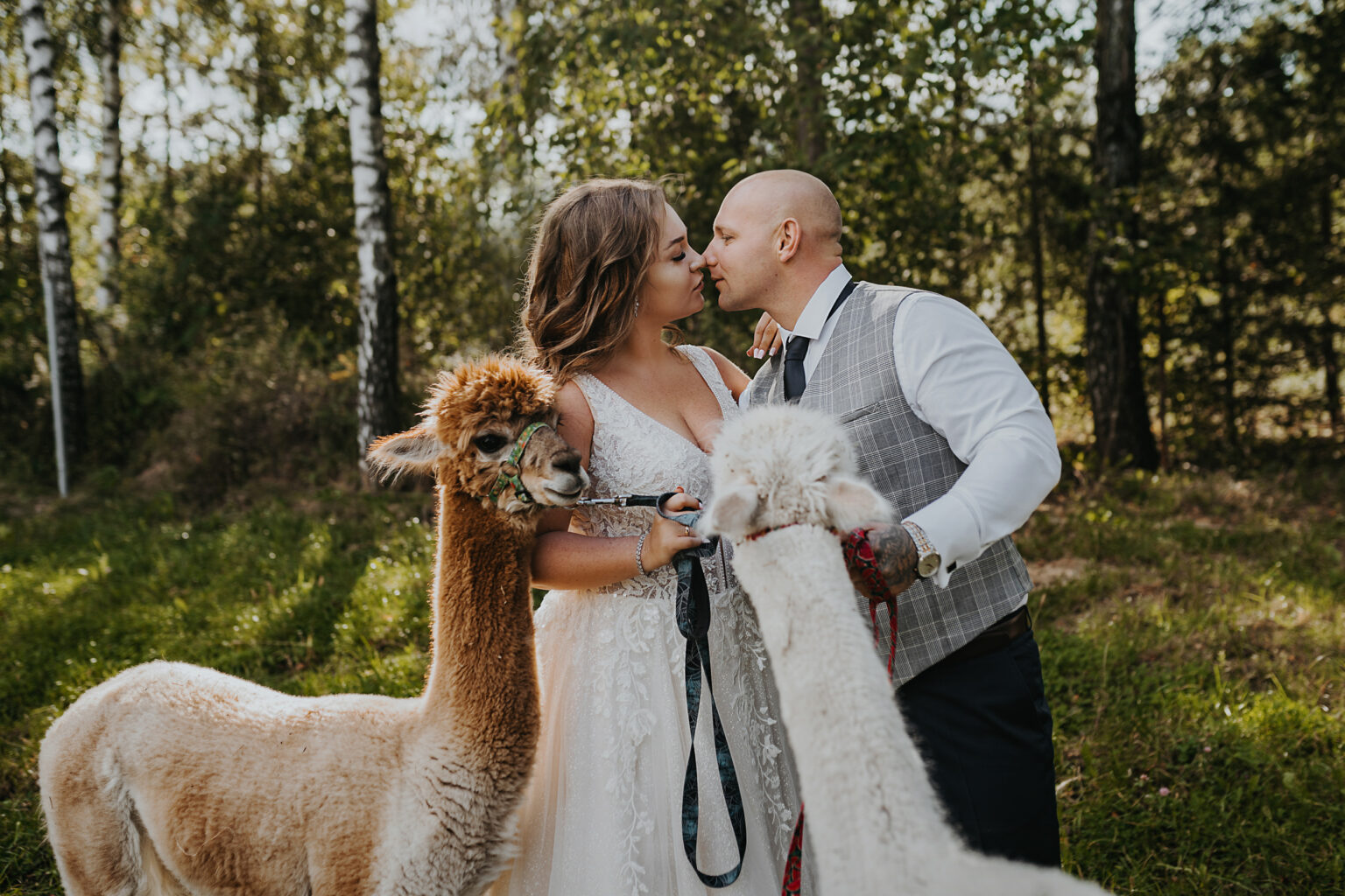 Sesja z alpakami