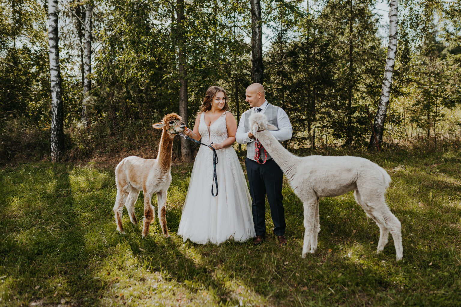 sesja alpaki
