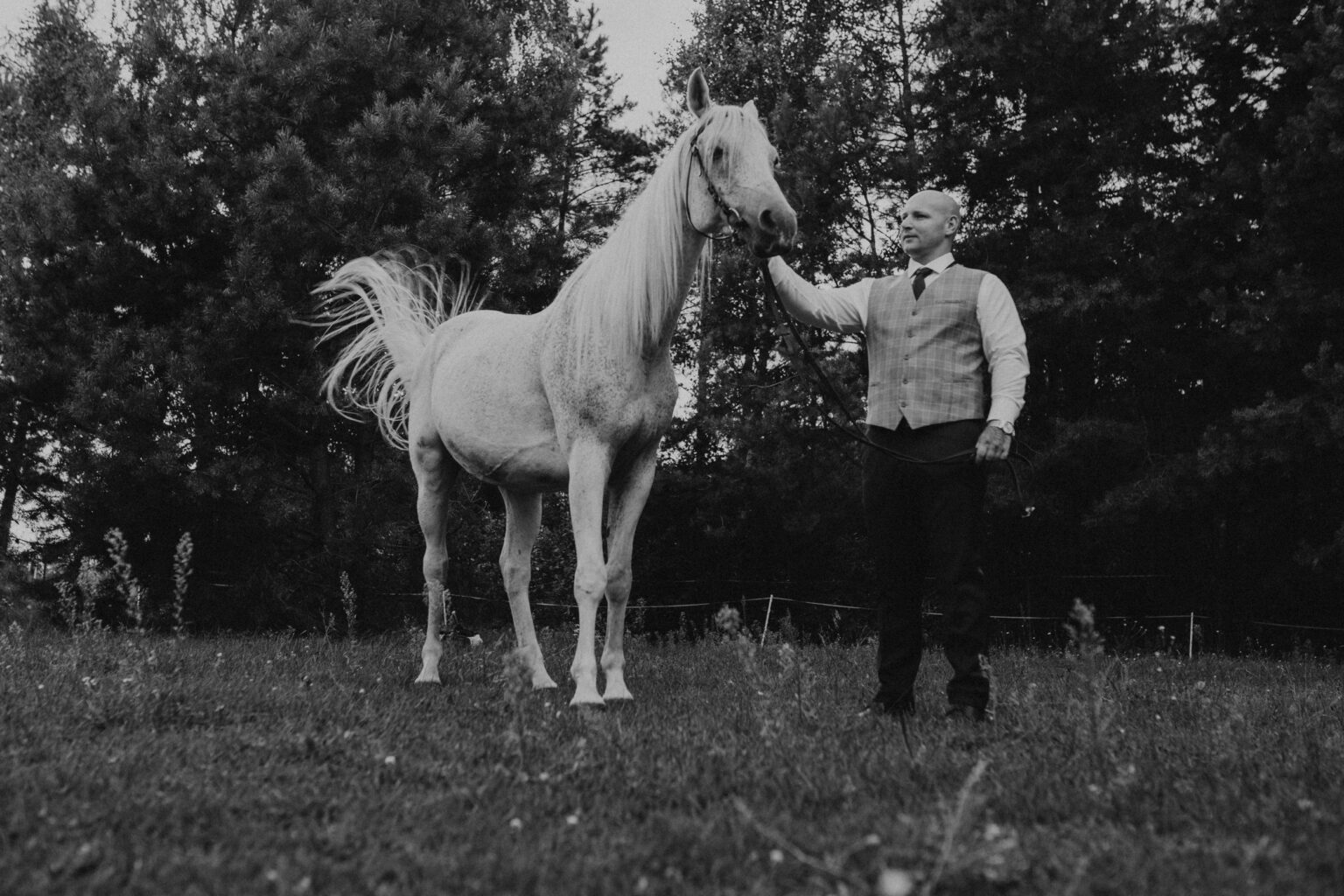 sesja z koniem