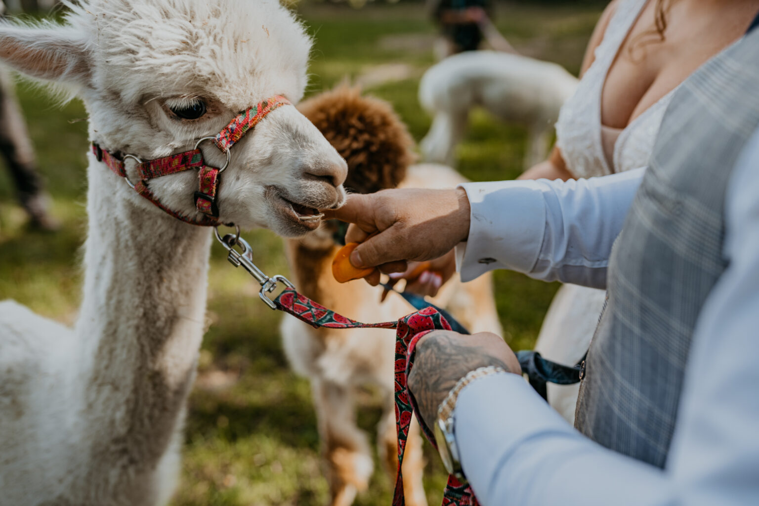 sesja alpaki